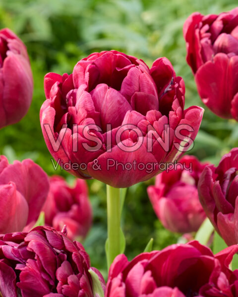 Tulipa Borrello