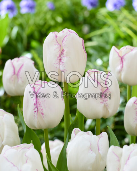 Tulipa Festo
