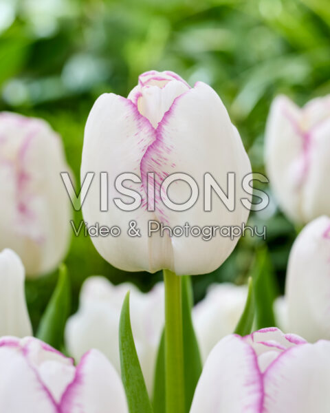 Tulipa Festo