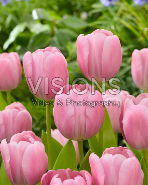 Tulipa Emma's Choice