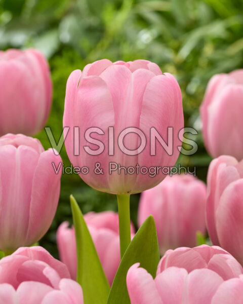Tulipa Emma's Choice