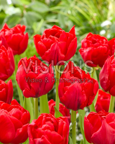 Tulipa Sartre Tulipa Sartre