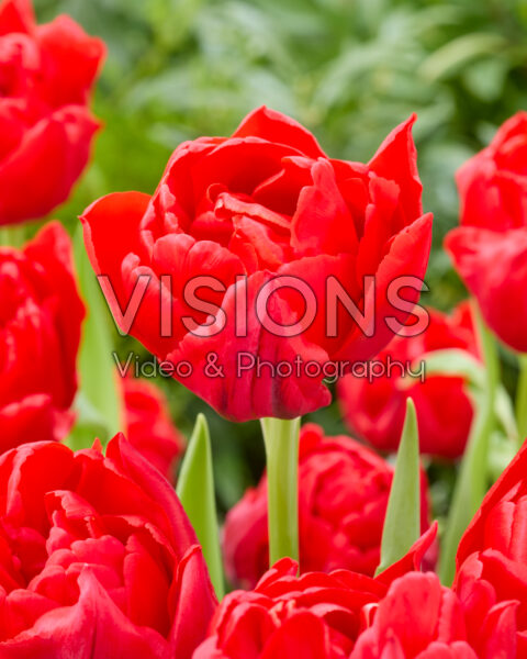 Tulipa Sartre