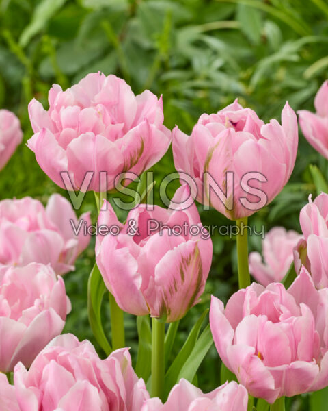 Tulipa Double Princess Dream