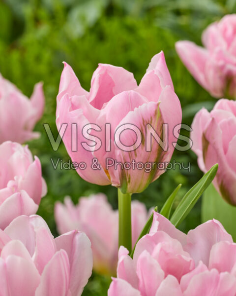 Tulipa Double Princess Dream Tulipa Double Princess Dream
