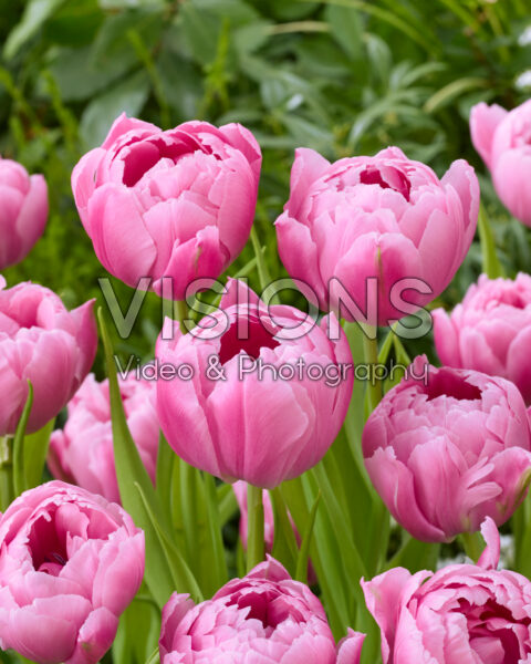 Tulipa Double Bubble Gum