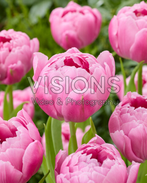 Tulipa Double Bubble Gum