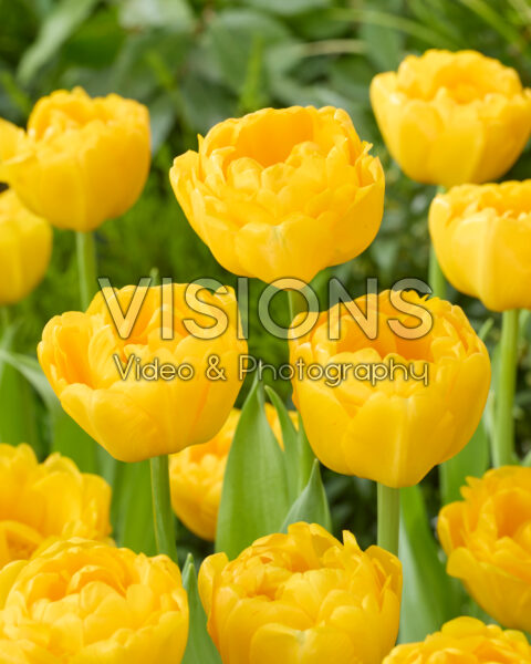 Tulipa Vulcan d'Or