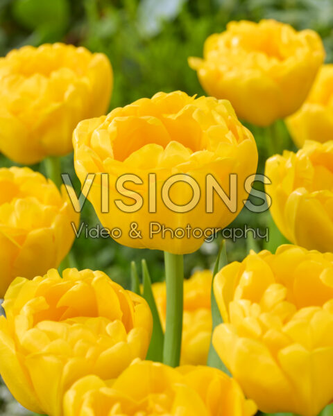 Tulipa Vulcan d' Or