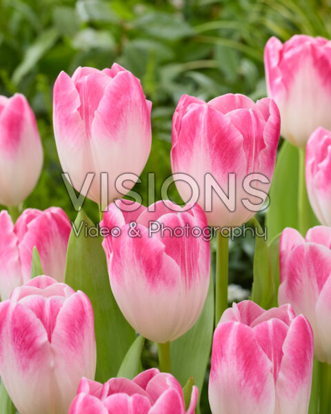 Tulipa Deborah
