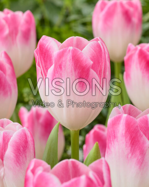 Tulipa Deborah