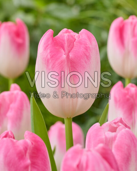 Tulipa Holly Mae Tulipa Holly Mae