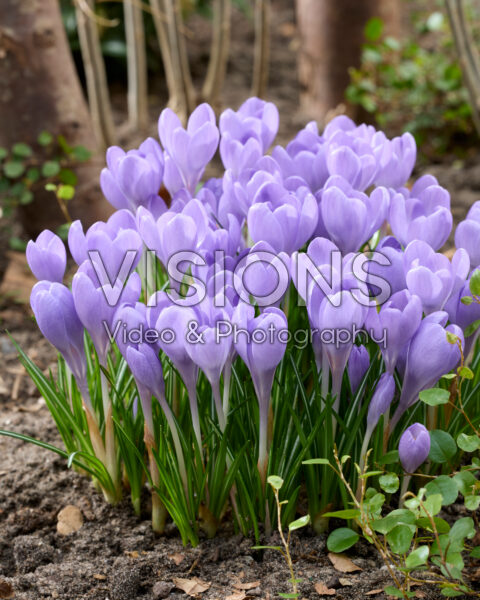 Crocus tommasinianus Hummingbird