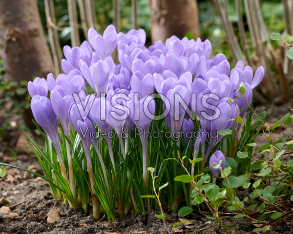 Crocus tommasinianus Hummingbird