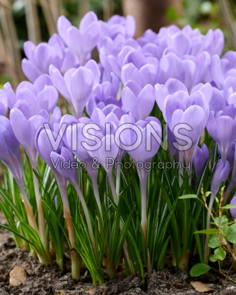 Crocus tommasinianus Hummingbird