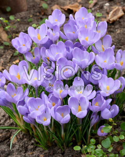 Crocus tommasinianus Hummingbird