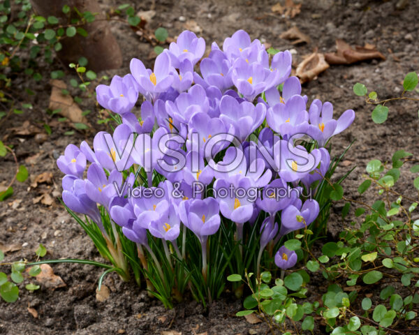 Crocus tommasinianus Hummingbird
