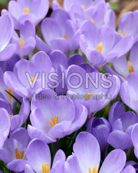 Crocus tommasinianus Hummingbird