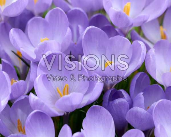 Crocus tommasinianus Hummingbird Crocus tommasinianus Hummingbird