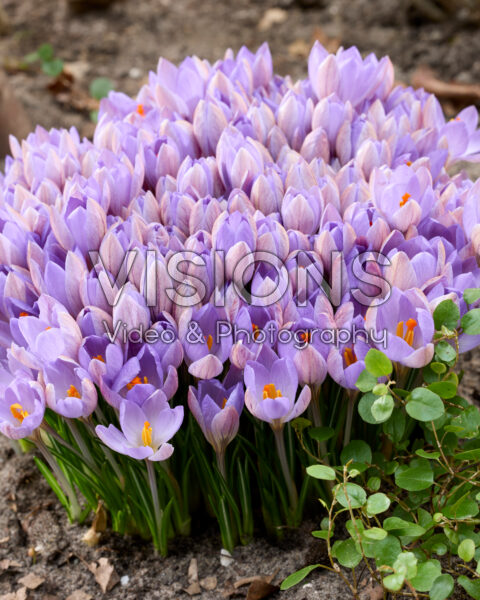 Crocus etruscus Zwanenburg Crocus etruscus Zwanenburg