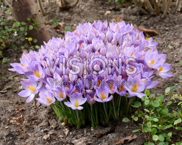 Crocus etruscus Zwanenburg