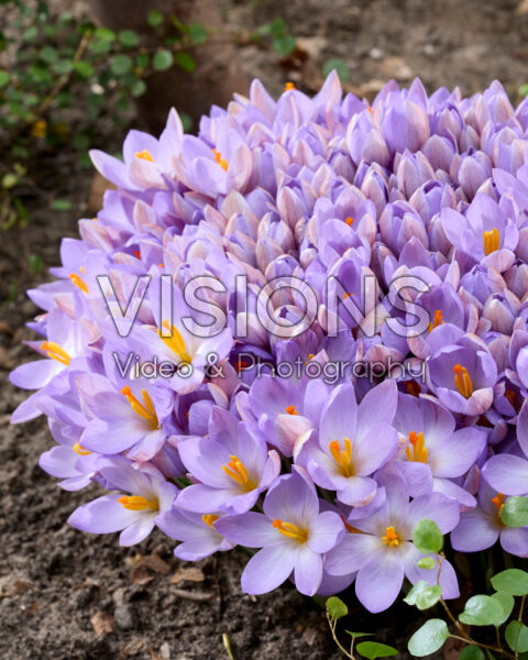 Crocus etruscus Zwanenburg