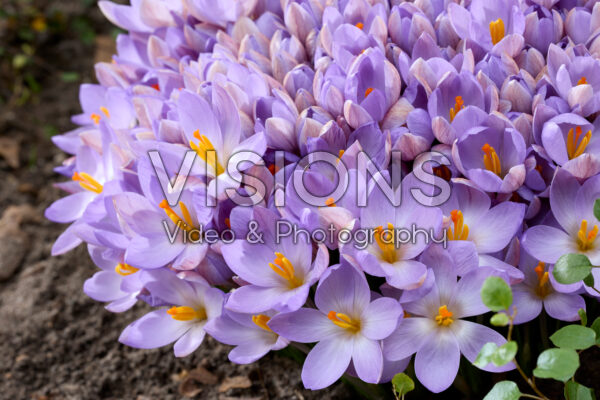 Crocus etruscus Zwanenburg