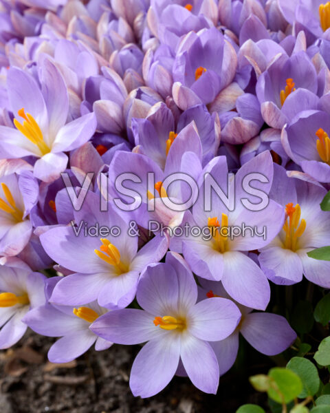Crocus etruscus Zwanenburg