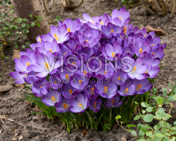 Crocus tommasinianus Ruby Giant