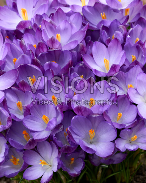 Crocus tommasinianus Ruby Giant Crocus tommasinianus Ruby Giant