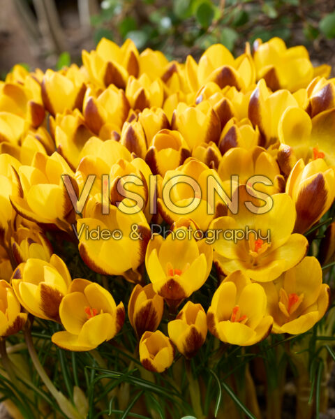Crocus chrysanthus Herald