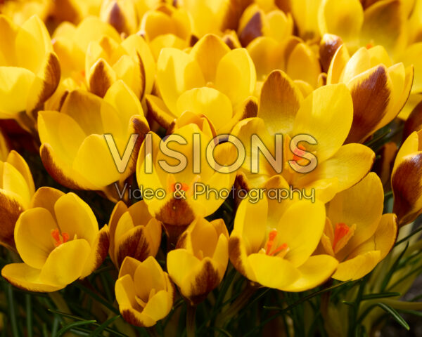 Crocus chrysanthus Herald