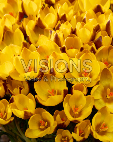 Crocus chrysanthus Herald
