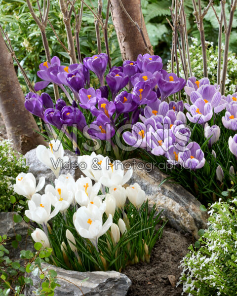 Crocus vernus collection Crocus vernus collection