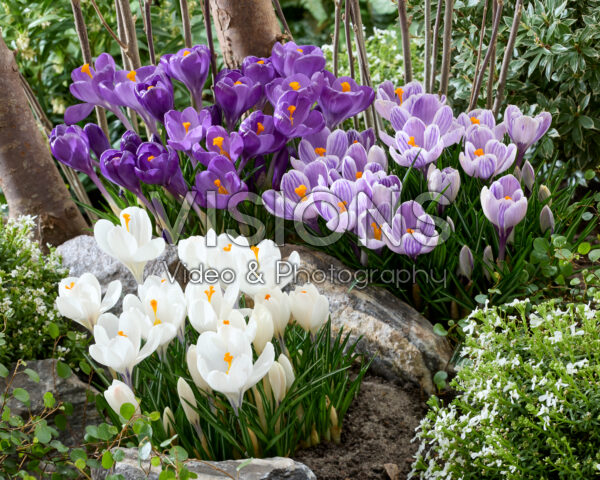 Crocus vernus collectie