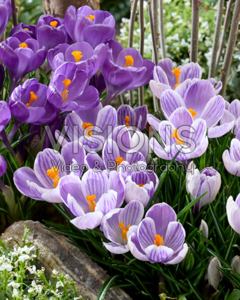 Crocus vernus Pickwick