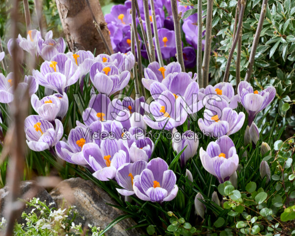 Crocus vernus Pickwick