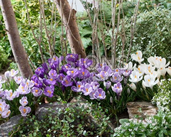 Crocus vernus collectie