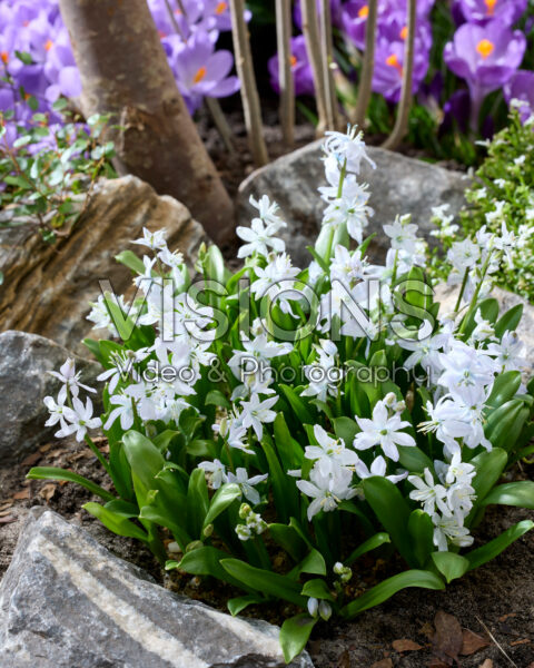 Scilla mischtschenkoana