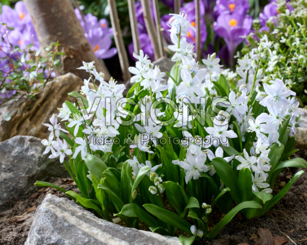Scilla mischtschenkoana Scilla mischtschenkoana