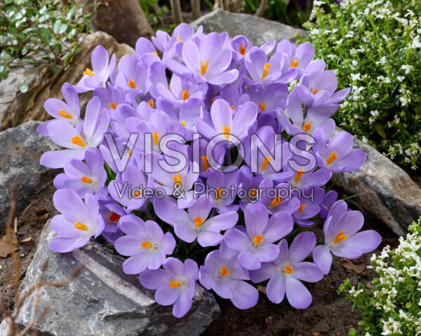 Crocus Aqua