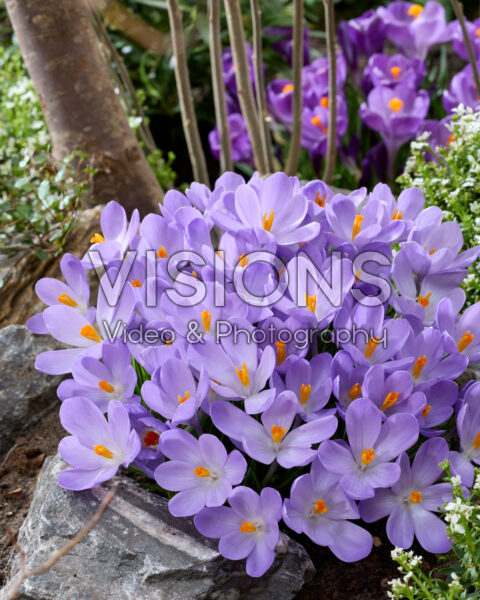 Crocus Aqua