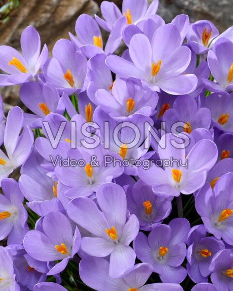 Crocus Aqua
