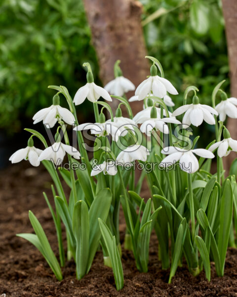 Galanthus Godfrey Owen
