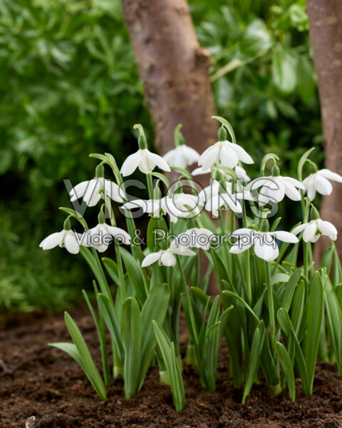 Galanthus Godfrey Owen