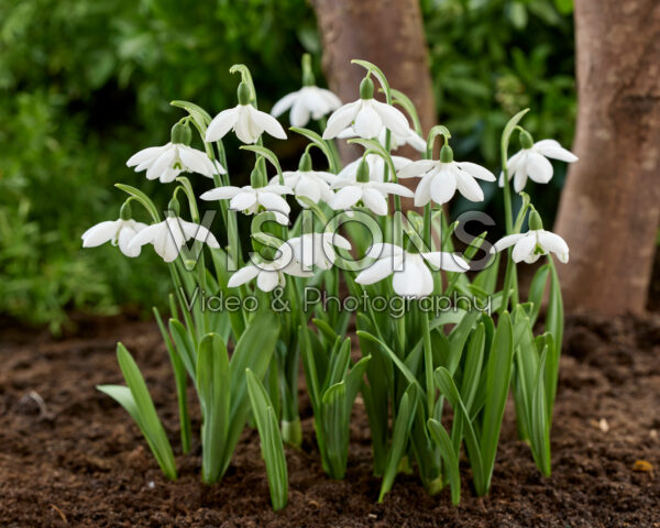 Galanthus Godfrey Owen