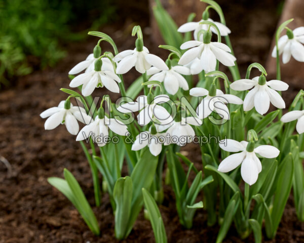 Galanthus Godfrey Owen