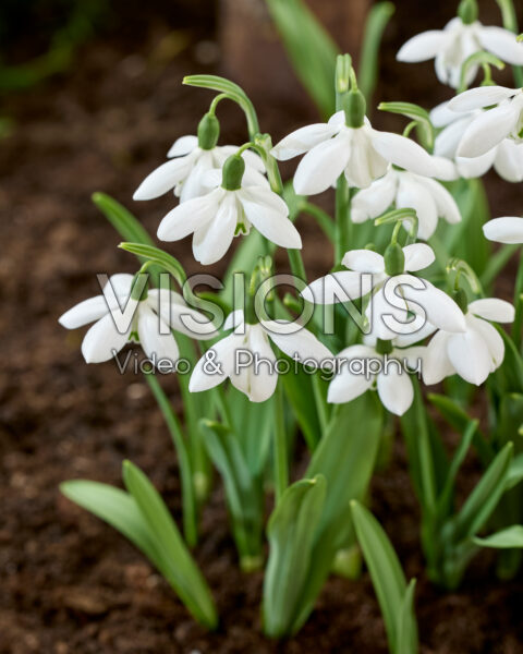 Galanthus Godfrey Owen