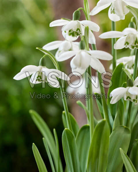 Galanthus Godfrey Owen