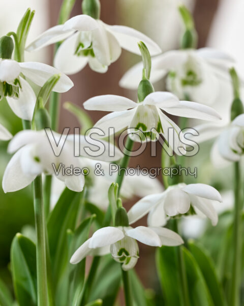 Galanthus Godfrey Owen
